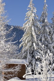 Arbres enneigés