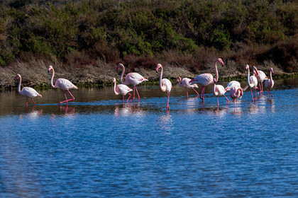Flamant rose