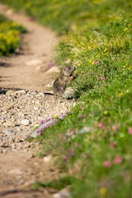 Marmotte, Marmota