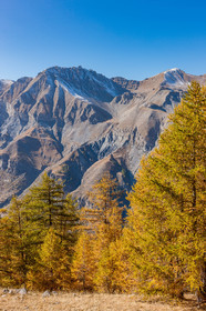 Auron