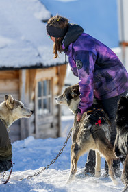 Chien de traineau