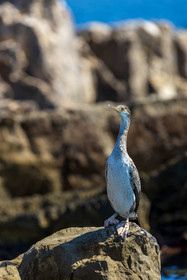 Cormoran huppé immature, Phalacrocorax aristotelis