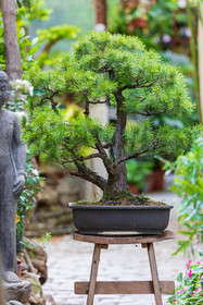 Bonsai