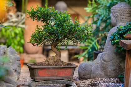 Bonsai