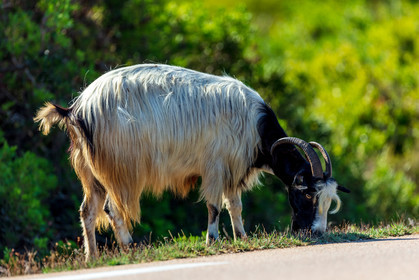 Faune corse