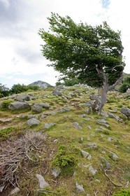 GR 20 Nord