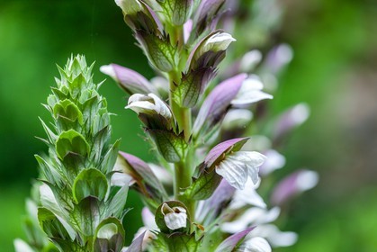 Flore Méditerranéenne