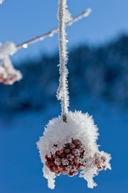 Cristaux de neige