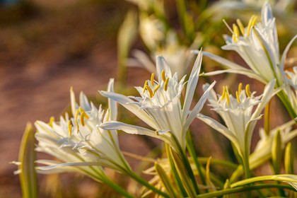 Flore corse