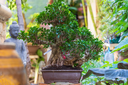 Bonsai Center