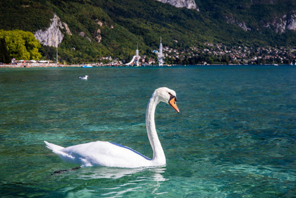 Cygne sur le Lac d'Annecy