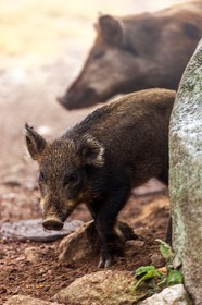 Faune corse