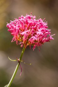 Valériane officinale, Valeriana officinalis