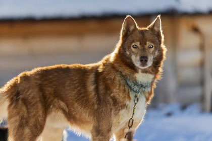 Chien de traineau