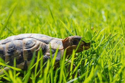 Tortue