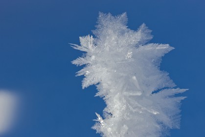 Cristaux de neige