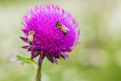 Flore alpine