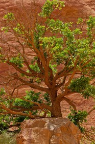 Colorado Provençal