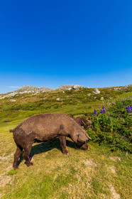 Plateau du Coscione