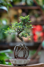 Bonsai