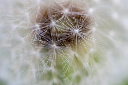 Pissenlit dit Taraxacum