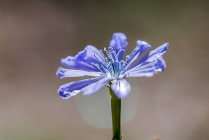 Flore méditerranéenne
