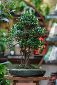 Bonsai