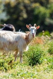 Faune corse