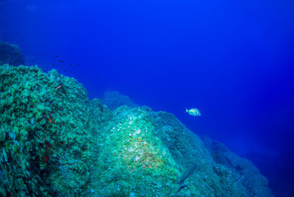 Plongée-sous-marine