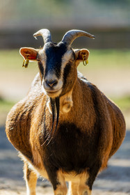 Chèvre