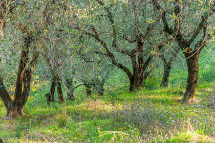 Huile d'Olive