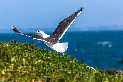 Molène