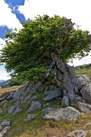 GR 20 Nord