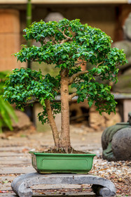 Bonsai
