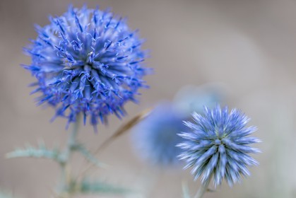 Chardon, Carduus defloratus