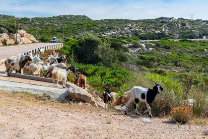 Faune corse
