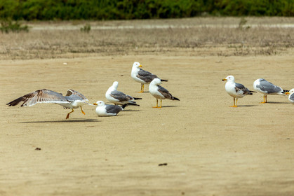 Salins d'Hyères