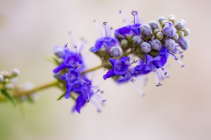 Flore corse
