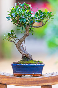 Bonsai Center