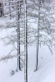 Auron