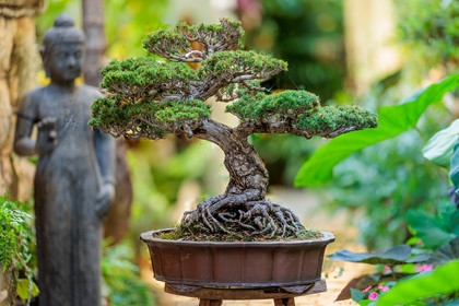 Bonsai