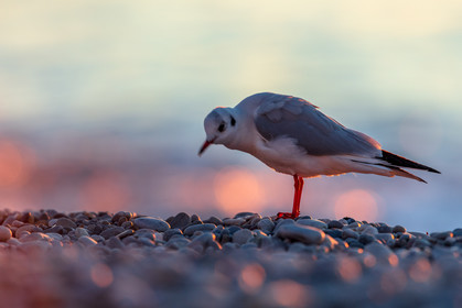 France, Alpes-Maritimes (06) Nice