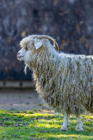 Chèvre mohair