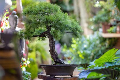 Bonsai