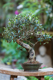 Bonsai