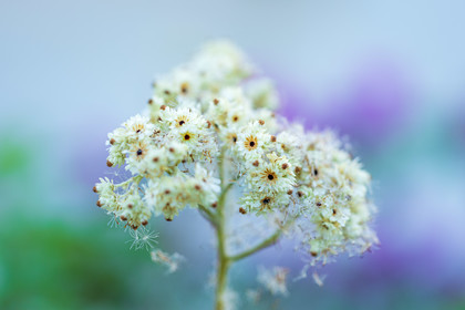 Flore corse