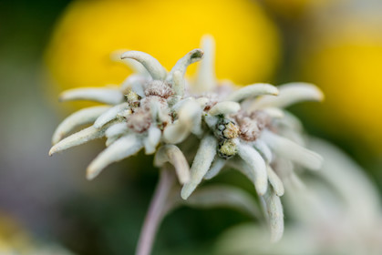 Edelweiss
