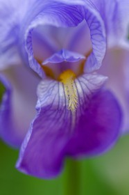 Iris, Iris haynei