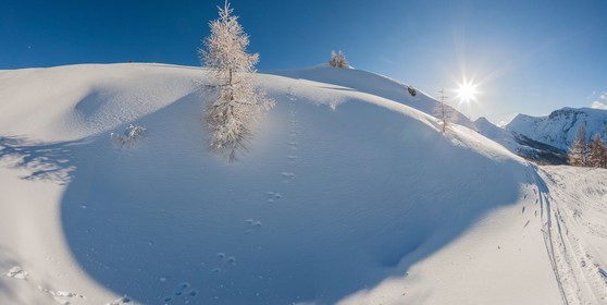 Auron