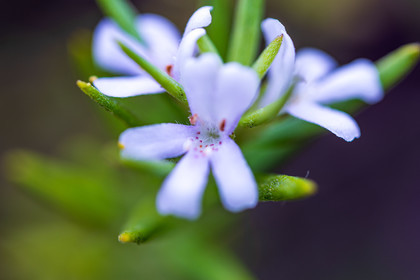 Flore corse